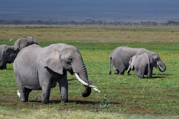 African Elephants feeding at Amboseli national Park ,Kenya.