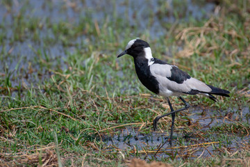 Blacksmith Plover feeding in Amboseli National Park ,Kenya.