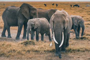 Fototapeta premium African Elephants feeding at Amboseli national Park ,Kenya.