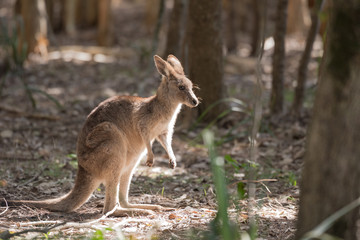 A wild, young eastern grey kangaroo standing upright in a patch of sunlight in a forest, Queensland, Australia.
