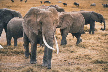 Fototapeta premium African Elephants feeding at Amboseli national Park ,Kenya.