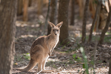 Naklejka na ściany i meble A wild, alert, young eastern grey kangaroo standing upright in a patch of sunlight in a forest, Queensland, Australia.