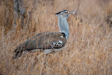 Kori Bustard in Amboseli National Park,Kenya.