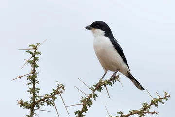 Long-tailed Fiscal on Acacia Tree ,Kenya. © devilkae