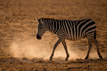 Obraz na płótnie Canvas Zebra on grassland in Amboseli National Park ,Kenya.
