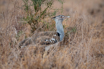Kori Bustard in Amboseli National Park,Kenya.