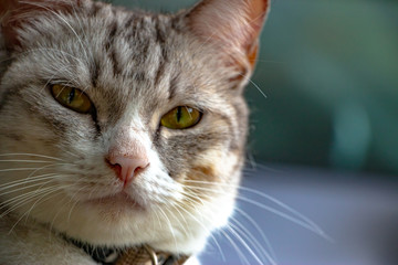 Thai Cat face. The close up animal photo.