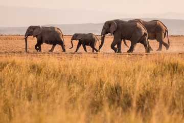 Fototapeta na wymiar African Elephants feeding at Amboseli national Park ,Kenya.