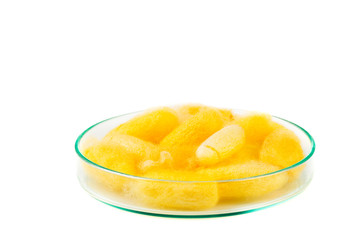 Fototapeta na wymiar Beautiful yellow color Cocoons in glass plate
