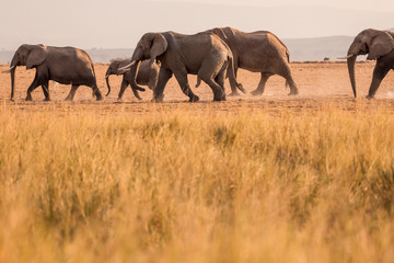 Fototapeta premium African Elephants feeding at Amboseli national Park ,Kenya.