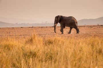 Obraz na płótnie Canvas African Elephants feeding at Amboseli national Park ,Kenya.