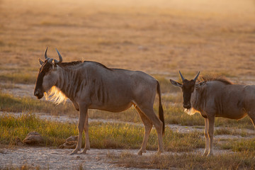 Wildebeest on grassland in Amboseli National Park ,Kenya.
