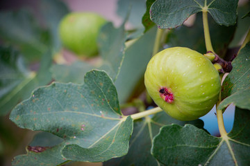 A young green fig. Fig is a soft, sweet fruit and has many small seeds inside.