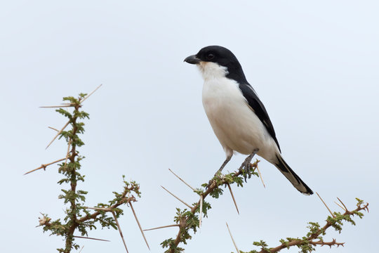 Long-tailed Fiscal on Acacia Tree ,Kenya.