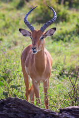 Impala male portrait close-up in Lake Nakuru National Park ,Kenya.