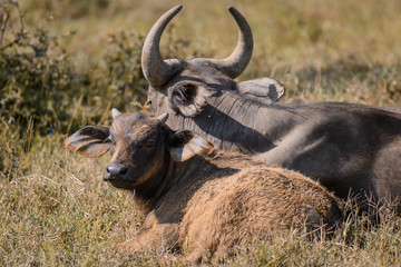 African buffalo in Lake Nakura National Park ,Kenya.