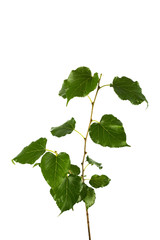 Fototapeta na wymiar Mulberry tree branch isolated on background
