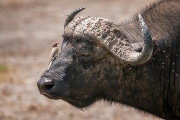 African buffalo with Red-Billed Oxpecker in Lake Nakura National Park ,Kenya.
