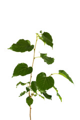Mulberry tree branch isolated on background