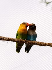 pajaros enamorados