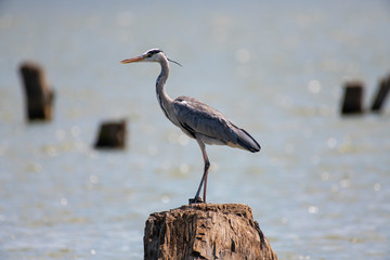 Grey Heron in Lake Naivasha ,Kenya.