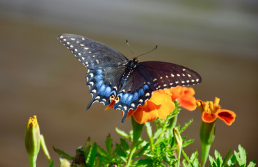 butterfly in the backyard of iowa