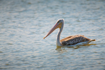 Great white pelican (Pelecanus onocrotalus), Lake Naivasha, Kenya.