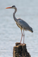 Grey Heron in Lake Naivasha ,Kenya.