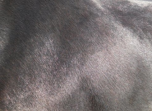 background texture of glossy wool black horse skin view from above
