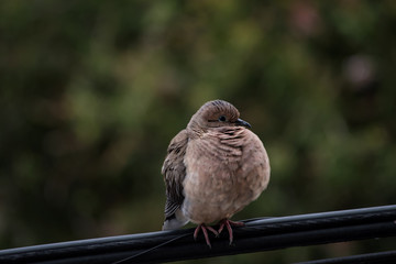 Pigeon dove seen from the side, standing on a high-tension cable in the city.