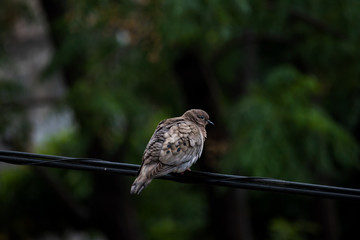 Pigeon dove seen from the side, standing on a high-tension cable in the city.
