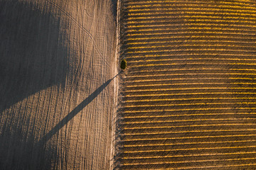 Autumn abstract view of italian vineyards, empty field and cypress tree in golden orange colors. Drone aerial photo, geometric nature background. Winery agriculture in Europe. Tuscany, Chianti, Italy