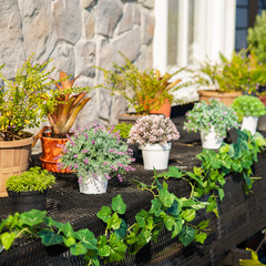Plant and flower pots decorating near brick wall outdoor.