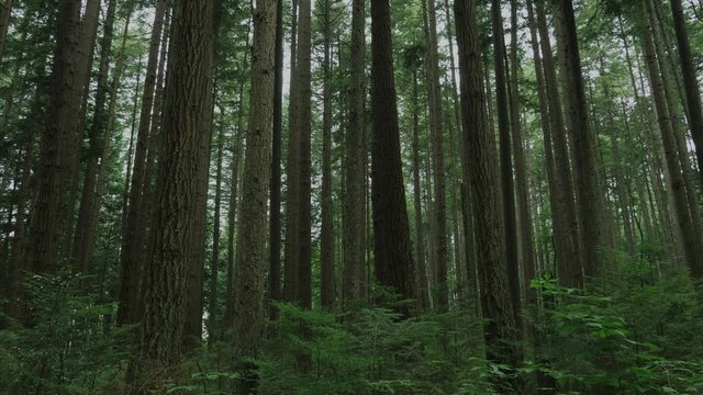 Vancouver British Columbia forest (Pacific Spirit Region)