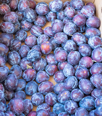Crate of fresh fruit purple plums- ripe, juicy and ready to eat 