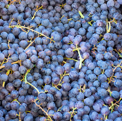 Close up of purple grapes 