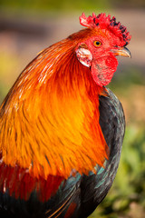 Australian Rooster outside in nature during the day time.