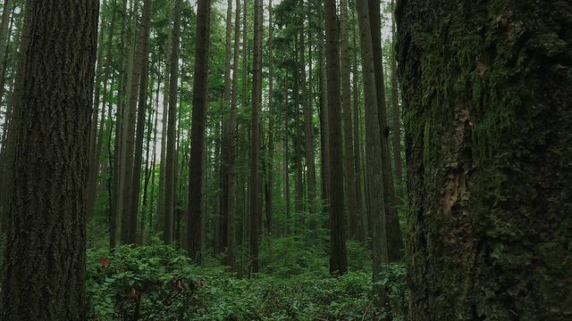 Vancouver British Columbia forest (Pacific Spirit Region)