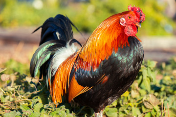 Australian Rooster outside in nature during the day time.