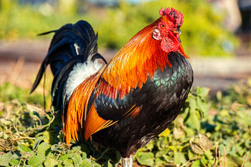Australian Rooster outside in nature during the day time.