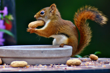 squirrel eating