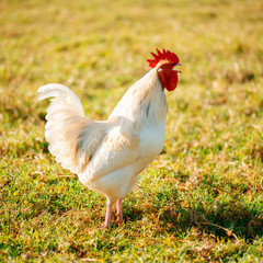 Australian Rooster outside in nature during the day time.