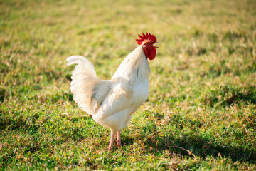 Australian Rooster outside in nature during the day time.
