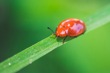 Ladybug 