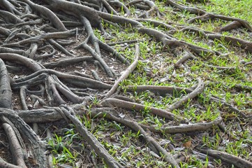 root banyan tree in nature garden