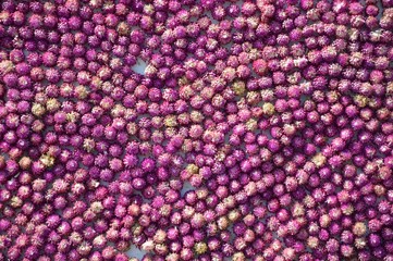 globe amaranth flower pattern background