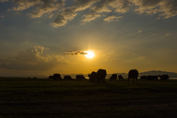 Sunset in a country field with silhouette buffaloes grazing,  The north east Thailand