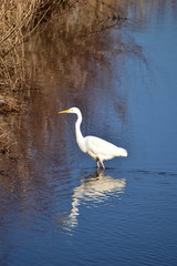 夕方の川のダイサギ