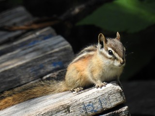 chipmunk
