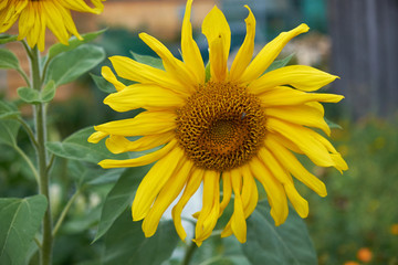 Sunflower natural background, Sunflower blooming, Sunflower oil improves skin health and promote...